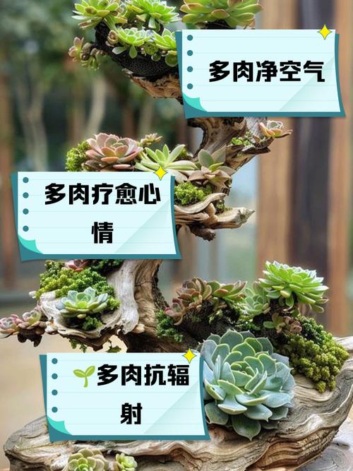 多肉植物有何功效？-第1张图片-吾爱花网