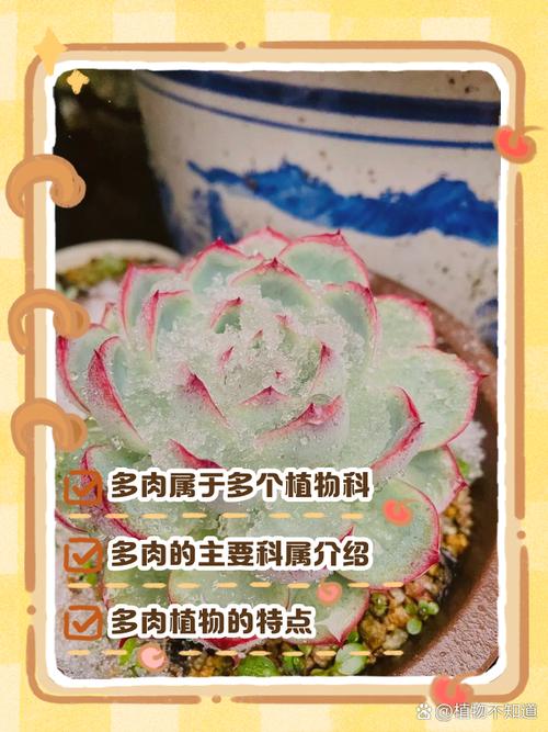 多肉植物有何功效？-第3张图片-吾爱花网