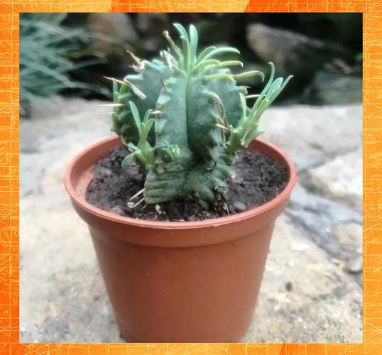 多肉将军麒麟图片有哪些品种？-第1张图片-吾爱花网