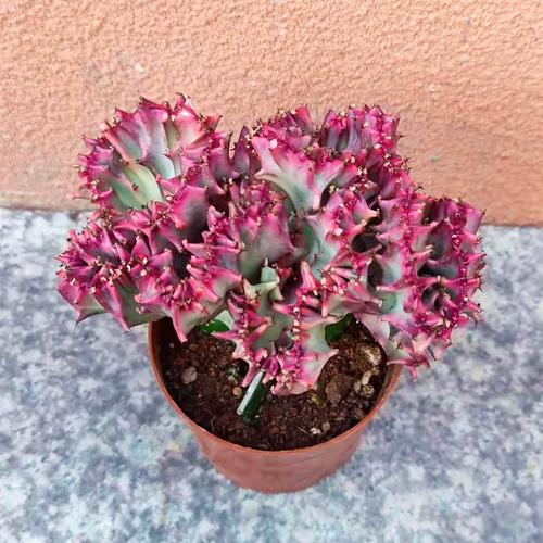 多肉将军麒麟图片有哪些品种？-第2张图片-吾爱花网