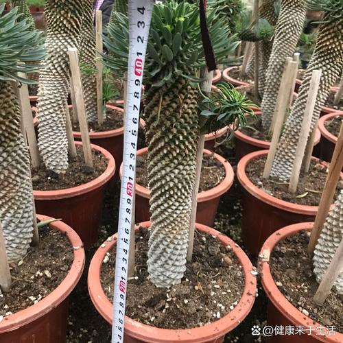 多肉将军麒麟图片有哪些品种？-第3张图片-吾爱花网