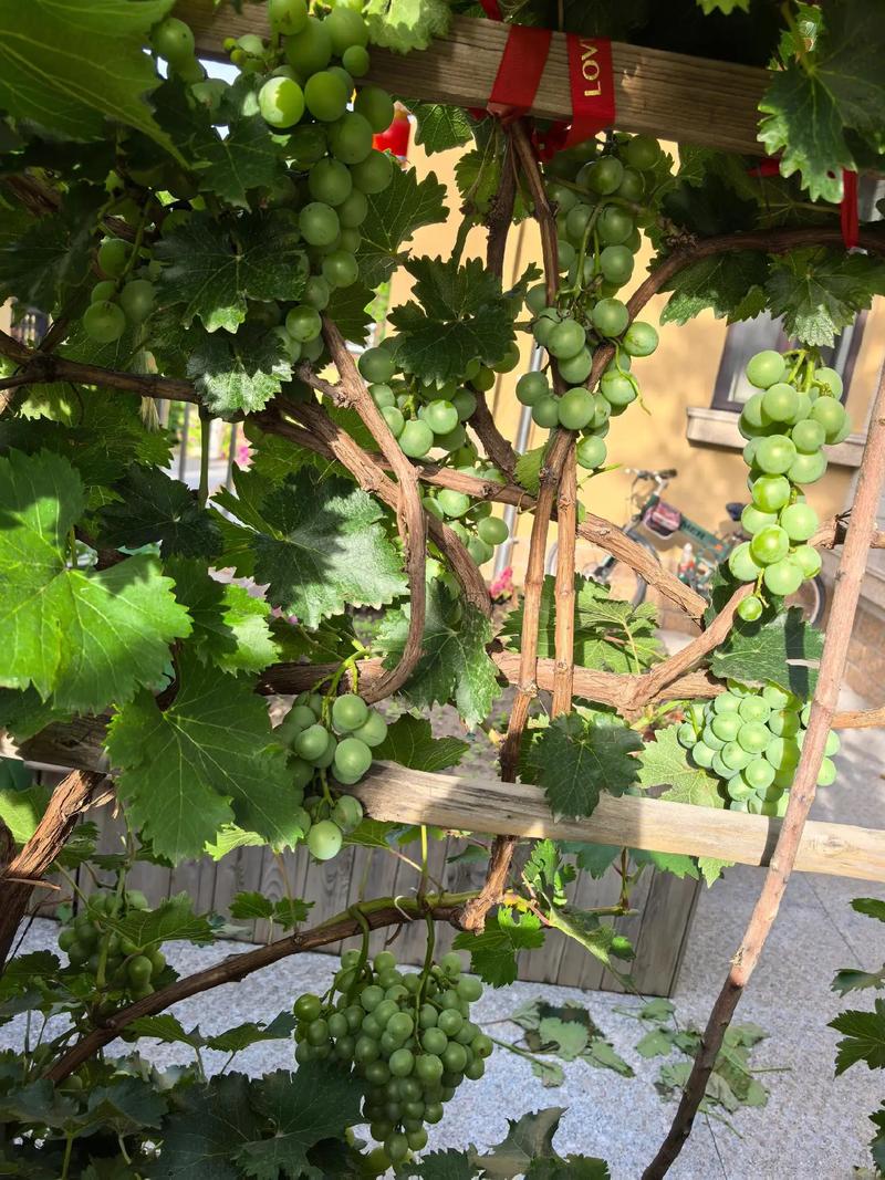盆栽葡萄架子有哪些造型？-第1张图片-吾爱花网