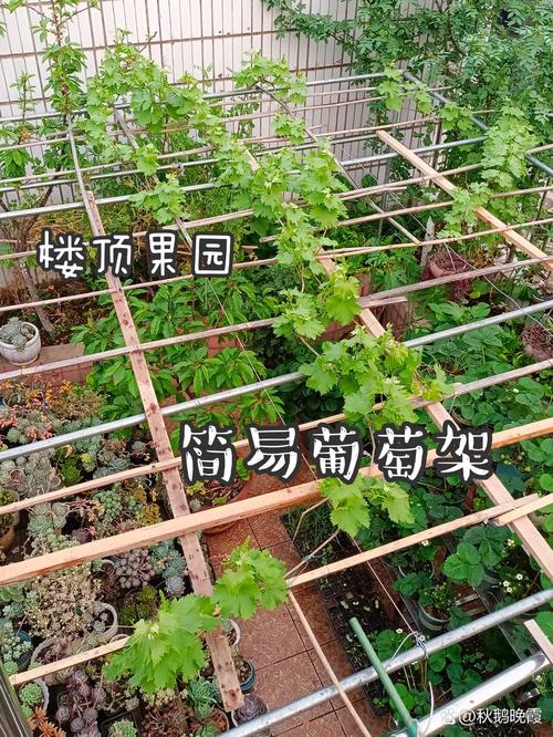 盆栽葡萄架子有哪些造型？-第2张图片-吾爱花网