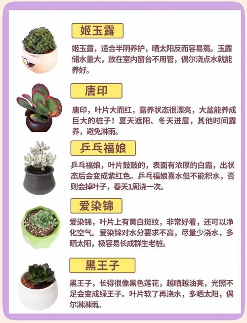 昆明多肉种植有哪些关键技巧？-第2张图片-吾爱花网