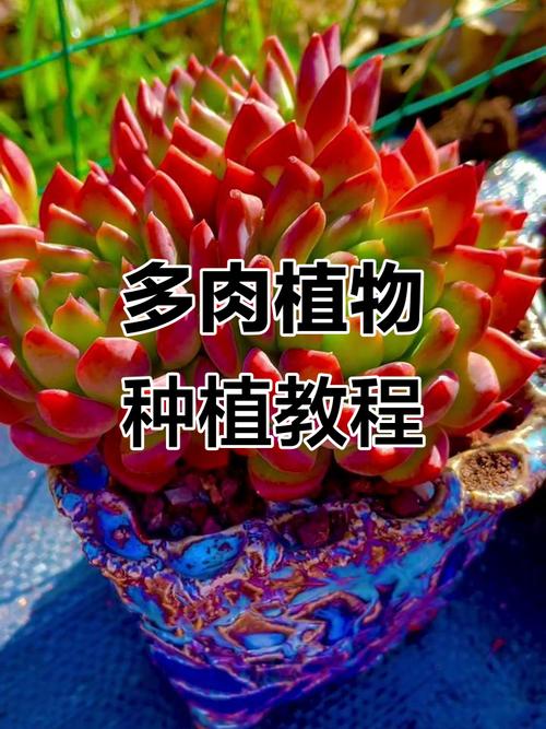 昆明多肉种植有哪些关键技巧？-第1张图片-吾爱花网