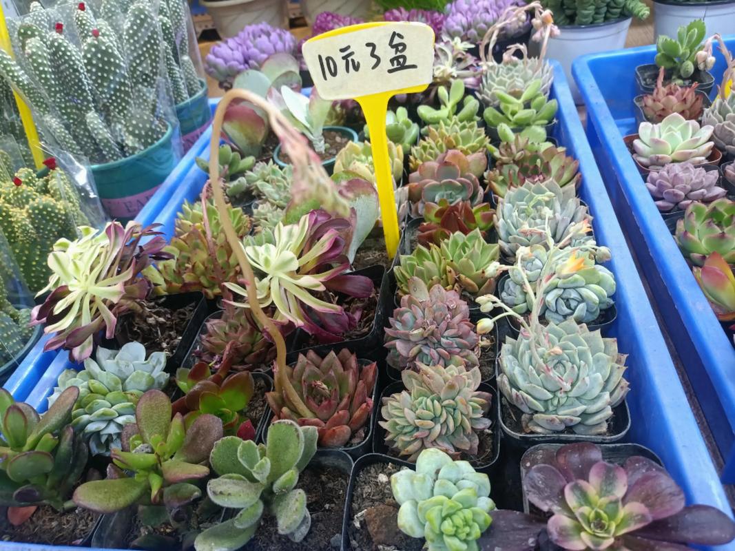 金华哪里能批发到多肉？-第1张图片-吾爱花网