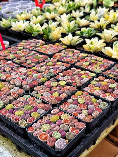 金华哪里能批发到多肉？-第2张图片-吾爱花网