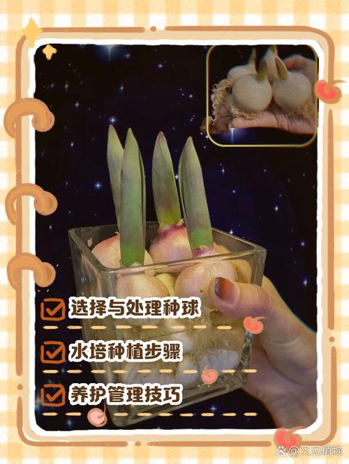 盆栽郁金香球怎么种？-第1张图片-吾爱花网