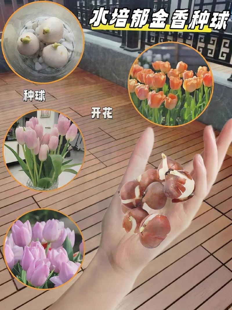盆栽郁金香球怎么种？-第3张图片-吾爱花网