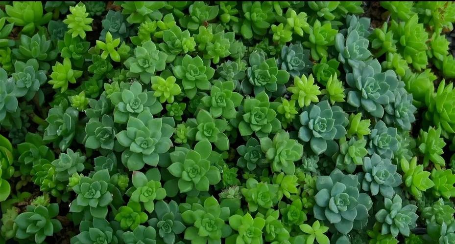 多肉原始生长环境有何独特之处？-第1张图片-吾爱花网