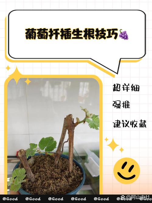 盆栽葡萄早春怎么管？-第3张图片-吾爱花网