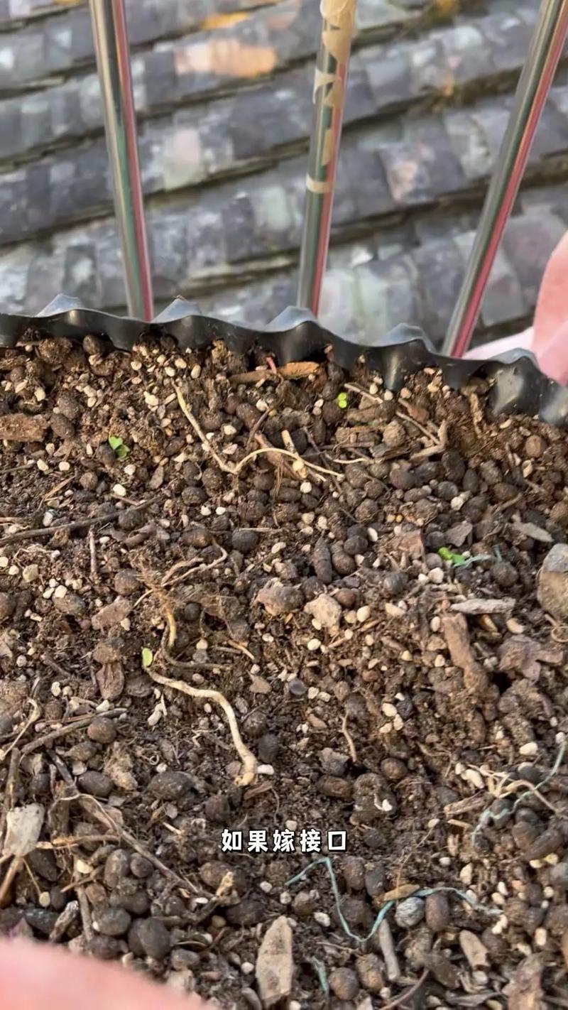 盆栽葡萄早春怎么管？-第2张图片-吾爱花网