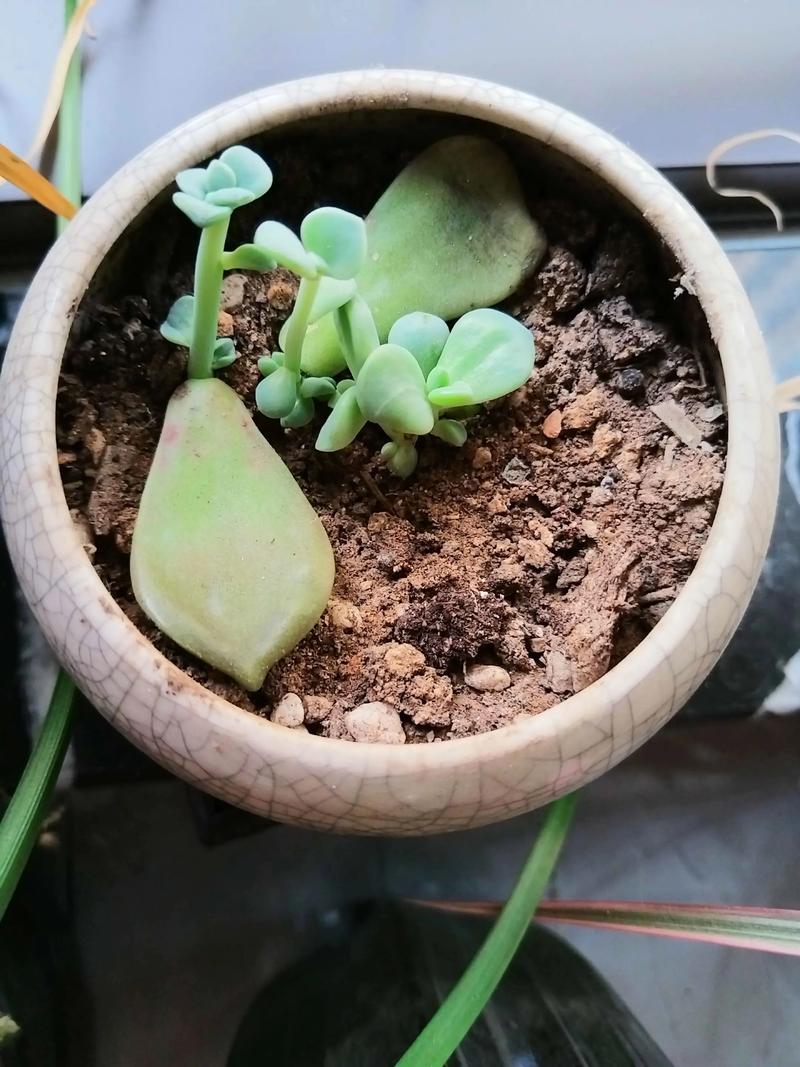 多肉叶子疯长怎么办？-第2张图片-吾爱花网