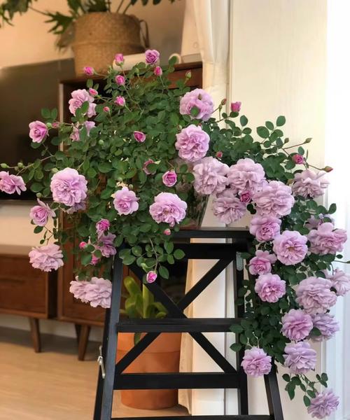 藤蔓月季盆栽选什么盆好？-第1张图片-吾爱花网