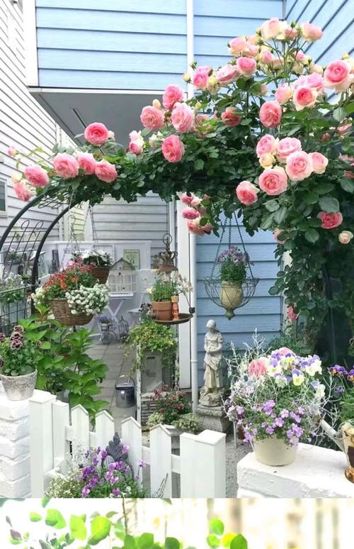 藤蔓月季盆栽选什么盆好？-第2张图片-吾爱花网