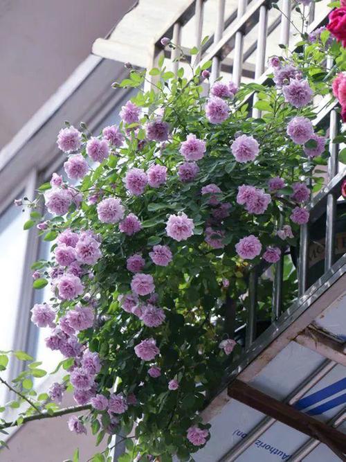 藤蔓月季盆栽选什么盆好？-第3张图片-吾爱花网