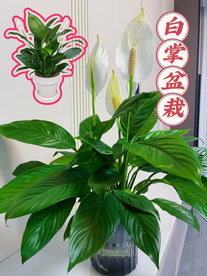 白掌土培能直接改水培吗？-第2张图片-吾爱花网