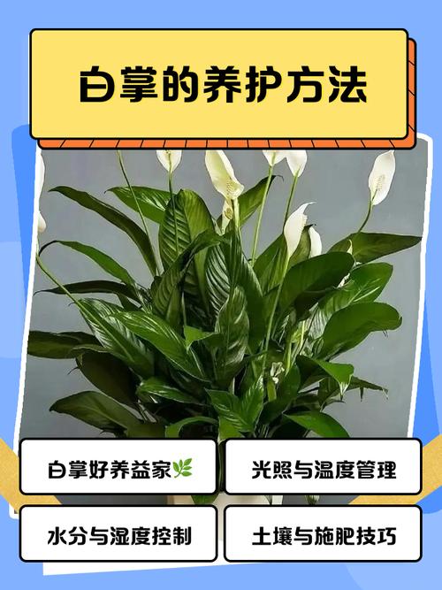 白掌土培能直接改水培吗？-第3张图片-吾爱花网