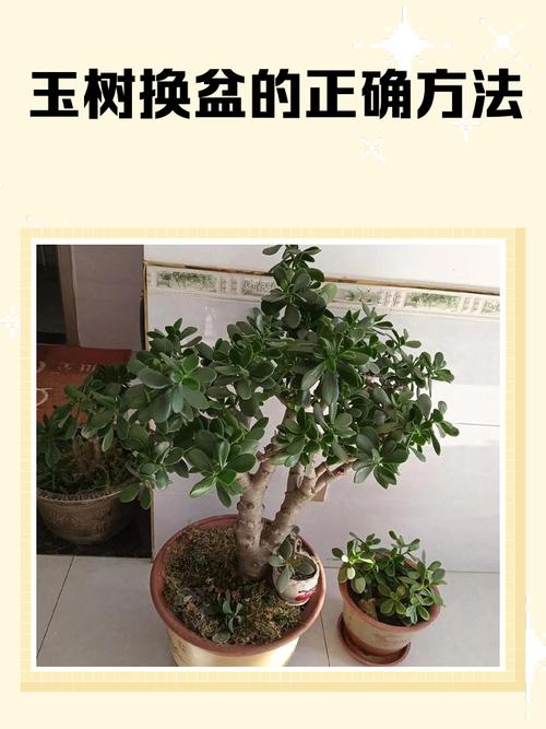 玉树盆栽放卧床合适吗？-第2张图片-吾爱花网