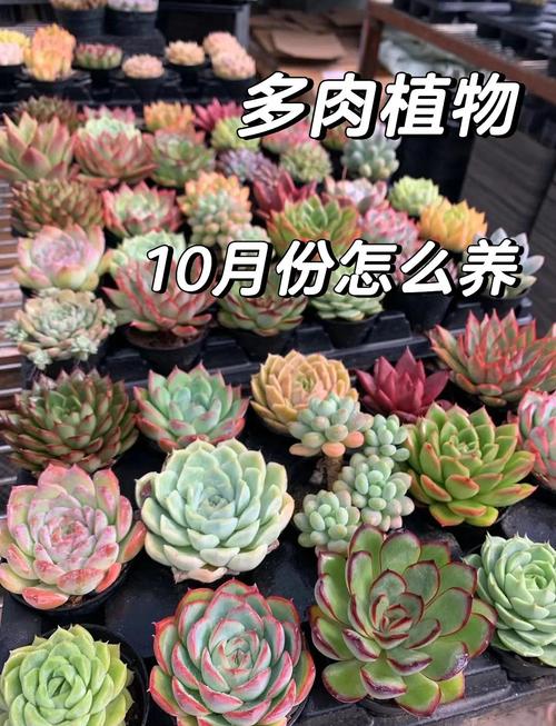 四季多肉怎么养才饱满？-第2张图片-吾爱花网