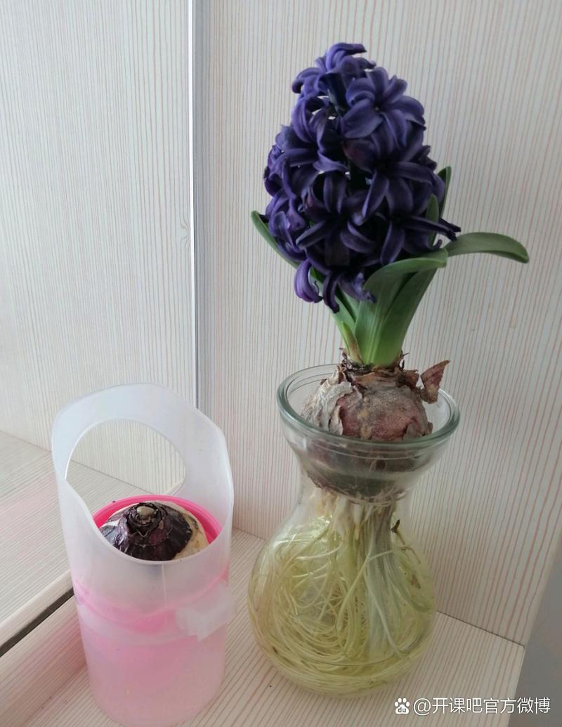 水培风信子种球发霉了怎么办？-第1张图片-吾爱花网