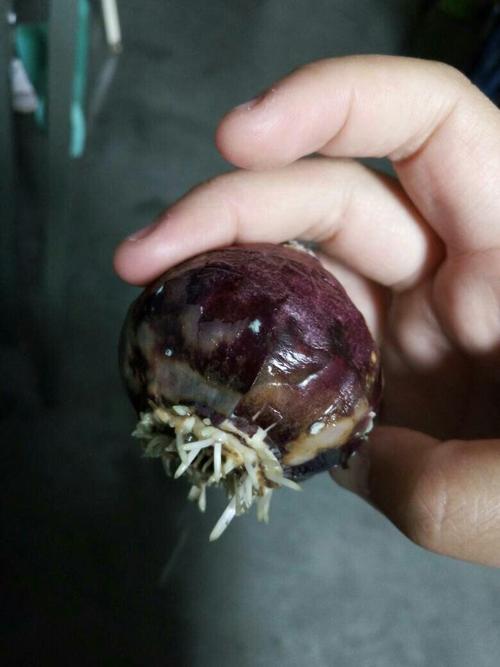 水培风信子种球发霉了怎么办？-第2张图片-吾爱花网