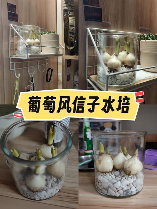 水培风信子种球发霉了怎么办？-第3张图片-吾爱花网