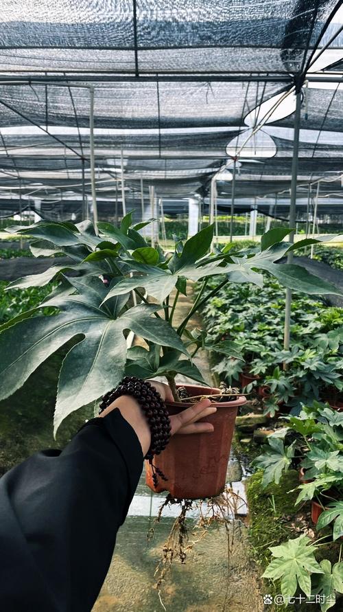 八角金盘水培方法视频-第2张图片-吾爱花网