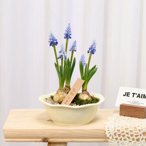 葡萄风信子可以水培吗？-第1张图片-吾爱花网