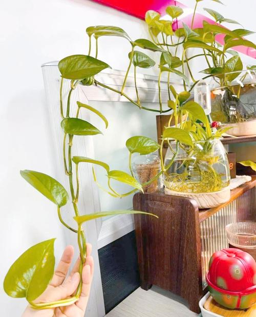 绿萝水培转土培，这步做对了吗？-第1张图片-吾爱花网