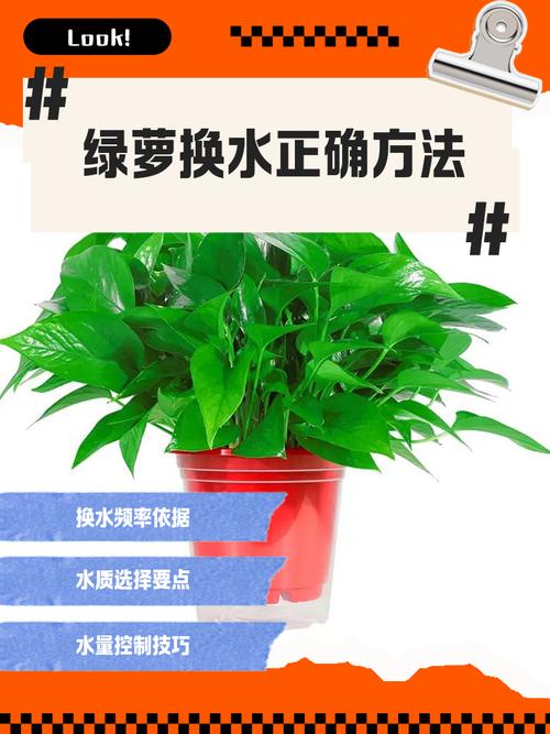 绿萝水培转土培，这步做对了吗？-第2张图片-吾爱花网