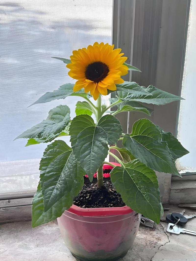 室内盆栽浇水日照，怎么才合适？-第1张图片-吾爱花网