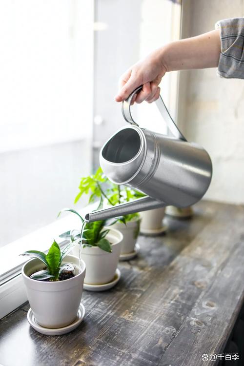 室内盆栽浇水日照，怎么才合适？-第2张图片-吾爱花网