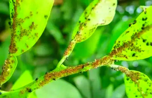 多肉静夜下部叶子发黄怎么办？-第1张图片-吾爱花网