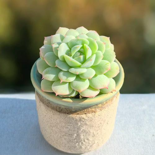 多肉静夜下部叶子发黄怎么办？-第2张图片-吾爱花网