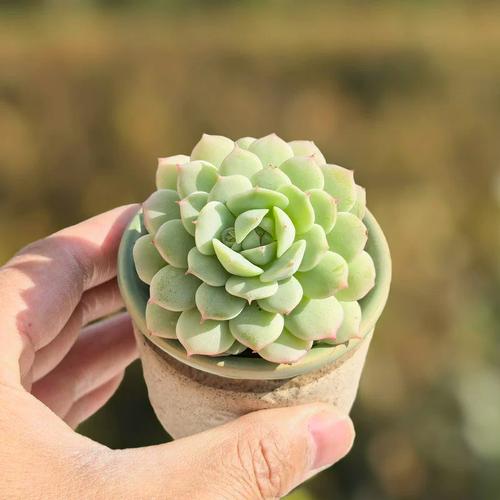 多肉静夜下部叶子发黄怎么办？-第3张图片-吾爱花网