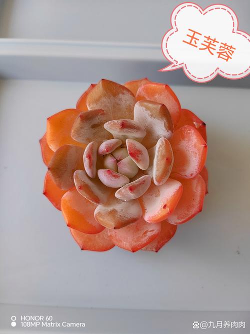 多肉到底能存多少水？-第2张图片-吾爱花网