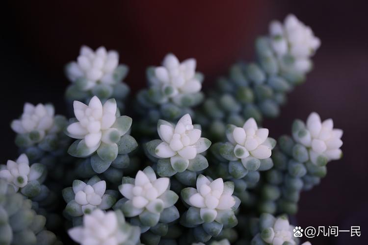 多肉到底能存多少水？-第3张图片-吾爱花网