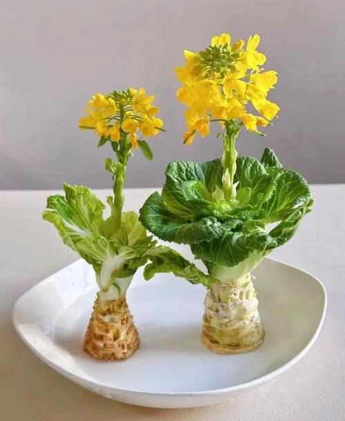 盆栽白菜花的养殖方法-第2张图片-吾爱花网