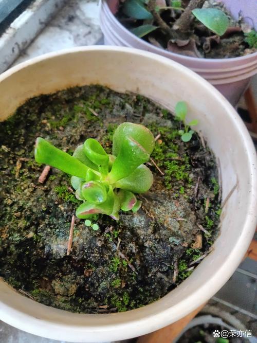 多肉哪种叶子出苗最快-第1张图片-吾爱花网