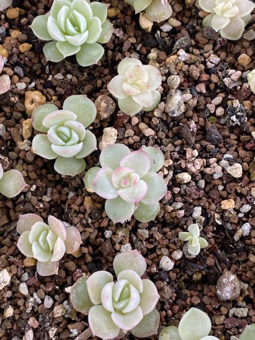 多肉哪种叶子出苗最快-第2张图片-吾爱花网