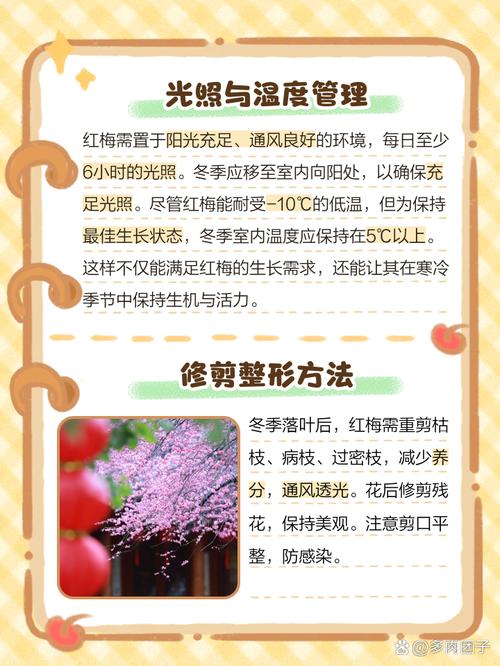 盆栽红梅冬天养殖方法-第1张图片-吾爱花网