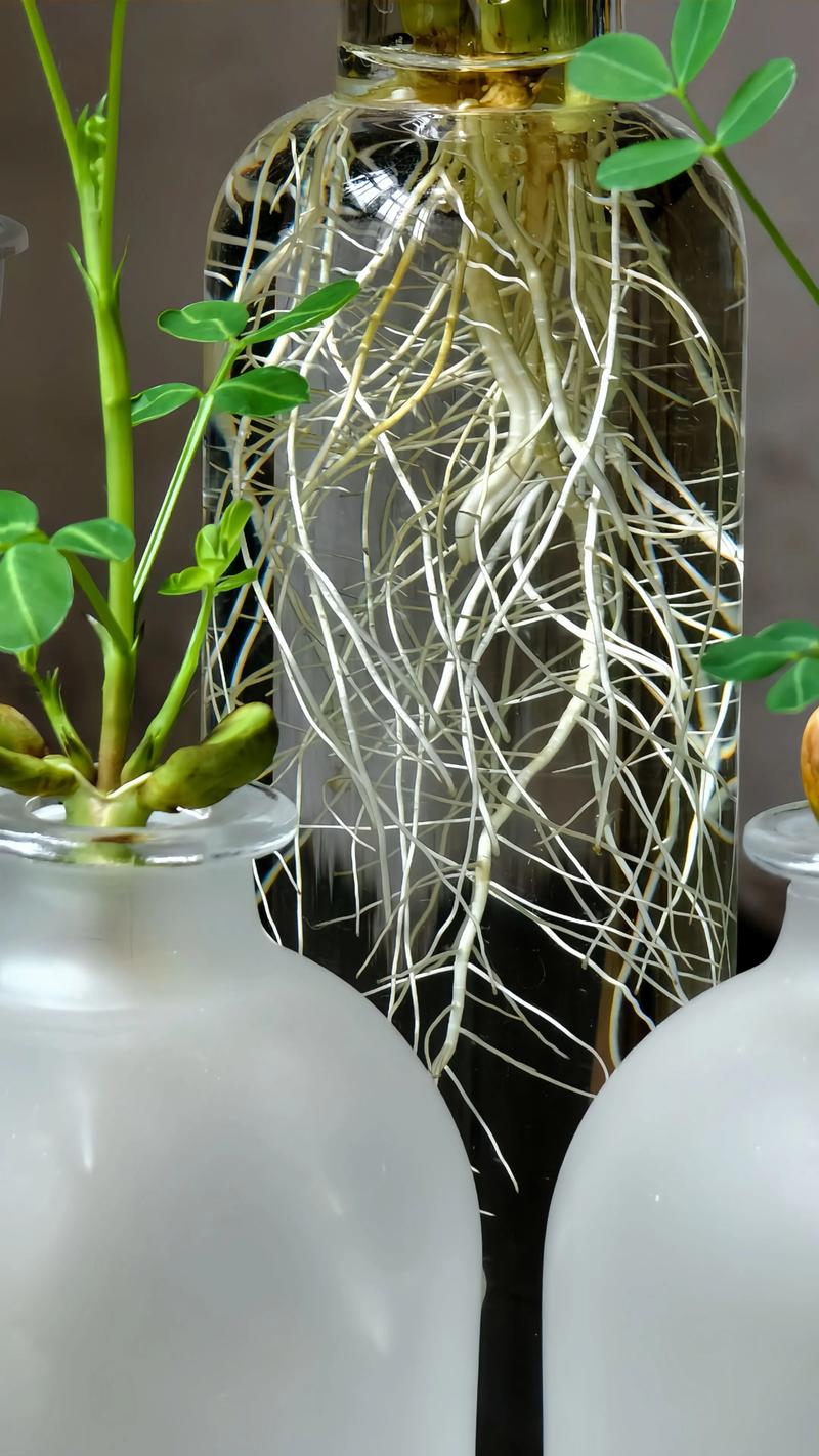 水培根弄掉了还能活吗?-第1张图片-吾爱花网 水培根弄掉了还能活吗?-第1张图片-吾爱花网