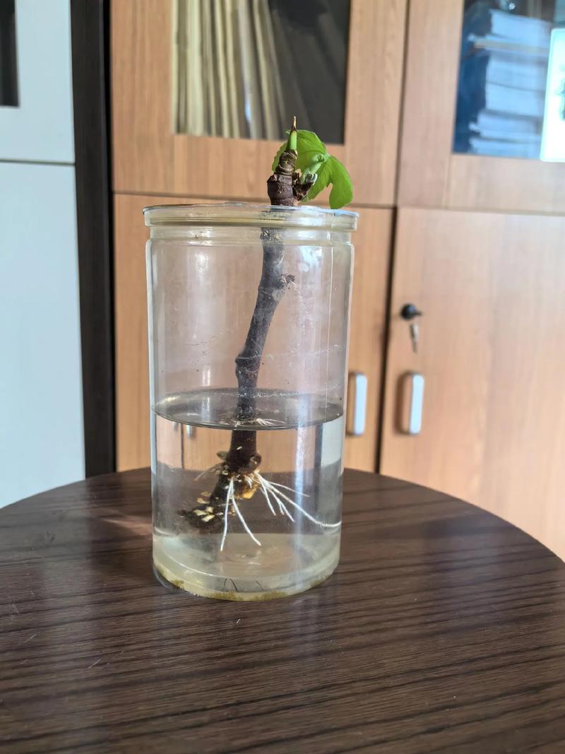 水培根弄掉了还能活吗?-第3张图片-吾爱花网 水培根弄掉了还能活吗?-第3张图片-吾爱花网