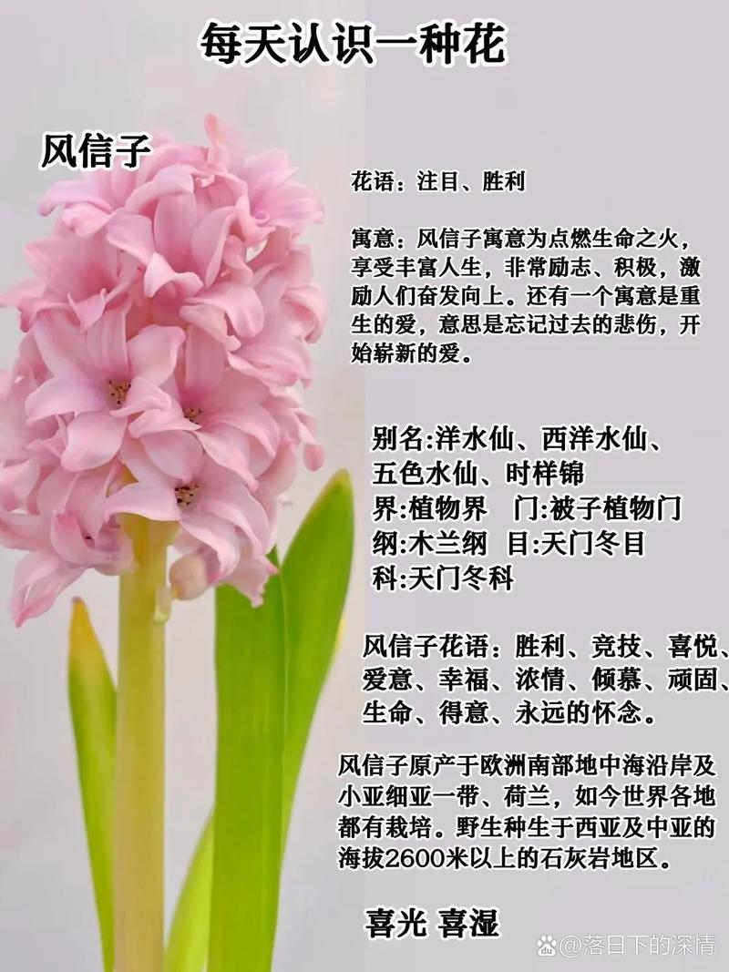 水培风信子用种球还是种子？-第2张图片-吾爱花网