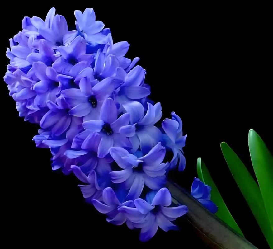 水培风信子用种球还是种子？-第3张图片-吾爱花网