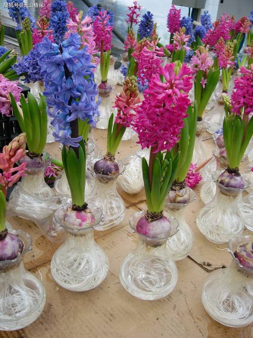 风信子水培怎么一步步生根发芽开花？-第2张图片-吾爱花网