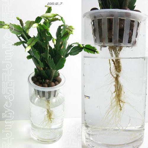 蟹爪兰水培根后上盆要注意什么？-第1张图片-吾爱花网