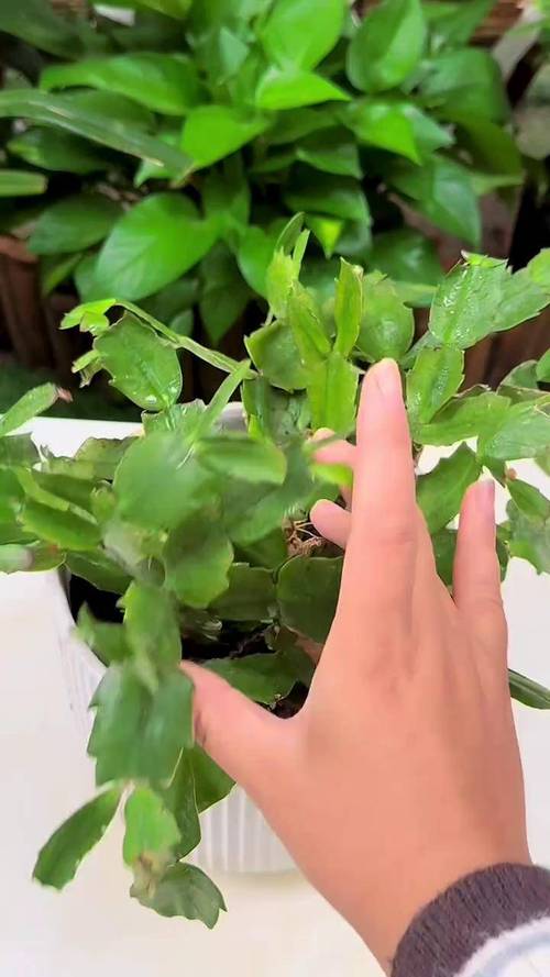 蟹爪兰水培根后上盆要注意什么？-第2张图片-吾爱花网