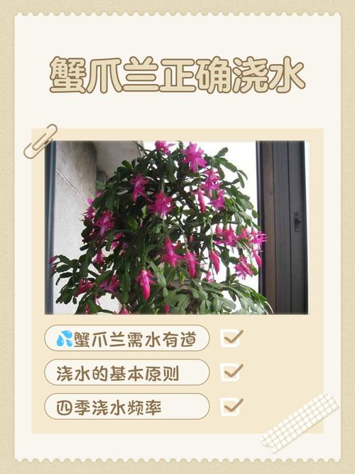 蟹爪兰水培根后上盆要注意什么？-第3张图片-吾爱花网